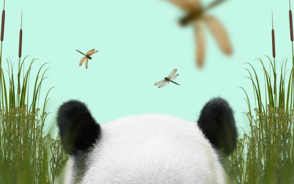 Panda RA B