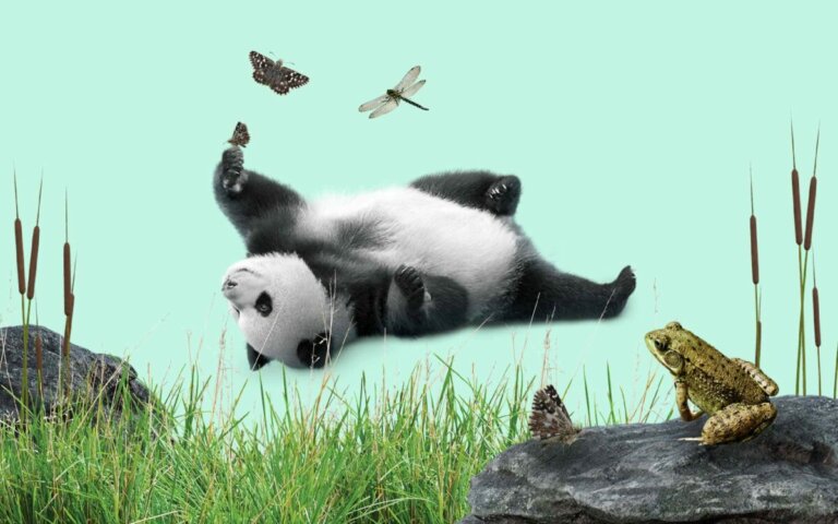 Panda mukana soiden ennallistamisessa